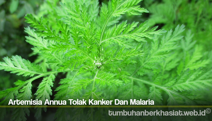 Artemisia Annua Tolak Kanker Dan Malaria