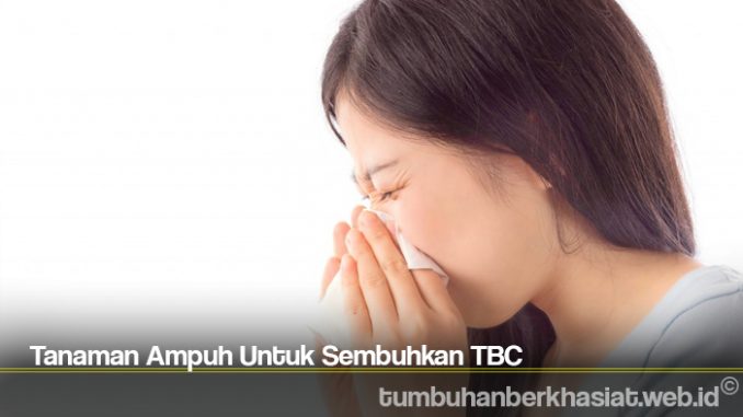Tanaman Ampuh Untuk Sembuhkan TBC